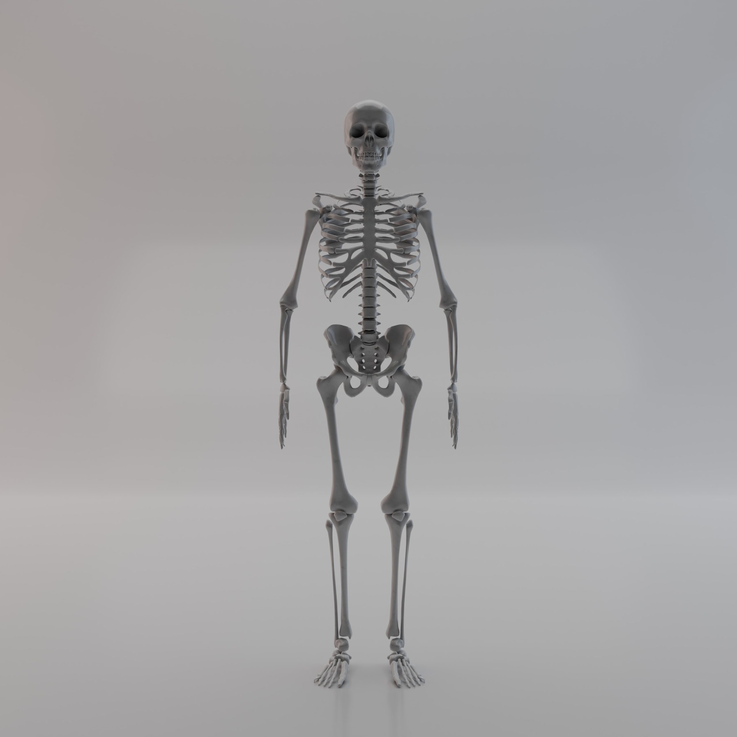 A full size standing skeleton.